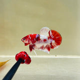 Barongsai Junior (Male)