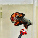 Copper Candy (Male)