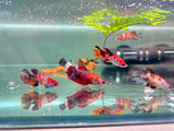 Candy Koi (Female) - Randomly Chosen