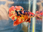 Yellow-Orange Metallic Candy Giant (Male)