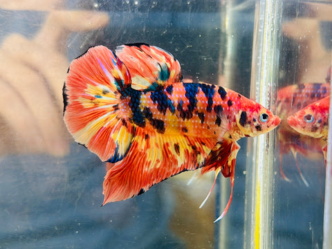 Yellow-Orange Metallic Candy Giant (Male)