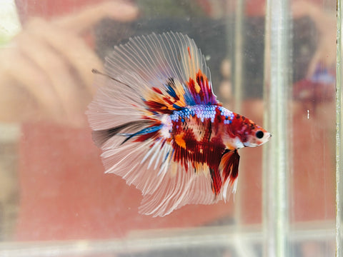 Candy Koi Doubletail Halfmoon DTHM (Male)