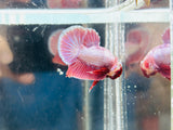 Short-body Pink Junior (Male)