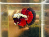 Vampire Samurai Halfmoon (Male)