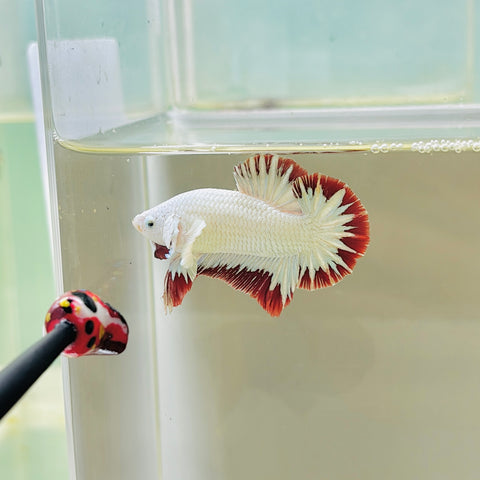 Snow Dragon (Male)