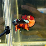 Black Copper Candy (Male)
