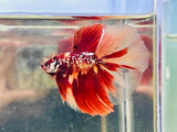 Galaxy Candy Halfmoon (Male)