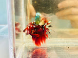 Galaxy Copper Koi Halfmoon (Male)