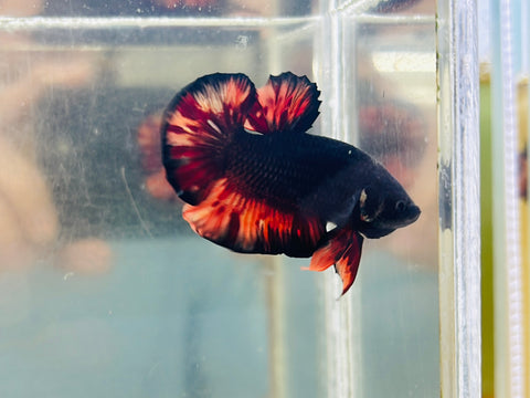 Vampire Black Candy (Male)