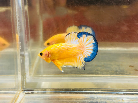 Yellow Fancy Hellboy (Male)