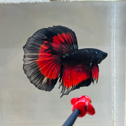 Vampire Halfmoon (Male)