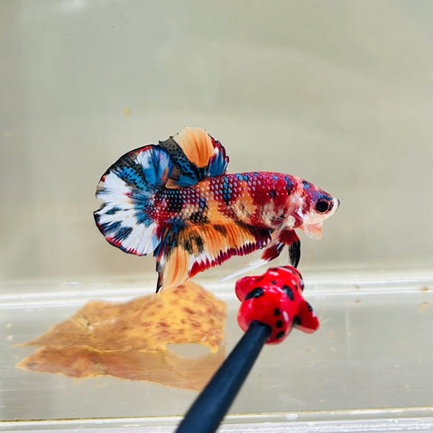 Metallic Multicolour (Male)