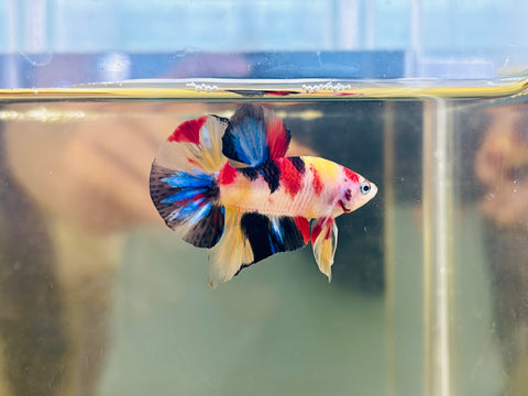 Blue Candy Koi (Male)