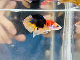 Tancho Tricolour Koi Junior (Male)