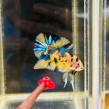 Metallic Bumblebee | Yellow Koi (Male)
