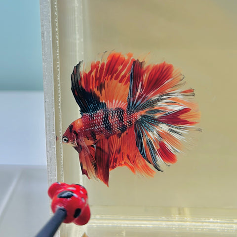 Candy Doubletail Halfmoon (Male)