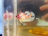 Snowflake Candy Dumbo (Female)
