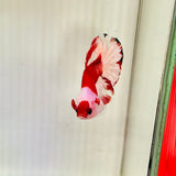 Rare! Tancho AOC Junior (Male)