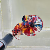 Yellow Candy Multicolour Giant Junior (Male)
