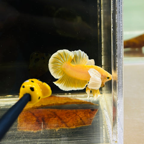 Yellow-Gold Dumbo (Male)