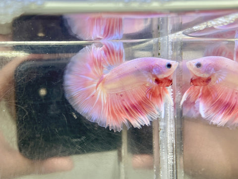 Soft-Pink Halfmoon Junior (Male)