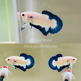 Blue Rim Junior (Male)