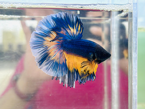 Blue MG Halfmoon (Male)