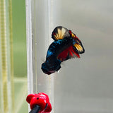Black Candy Avatar Junior (Male) - Perfectly Imperfect
