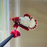 Red-Head Copper Fancy (Male)