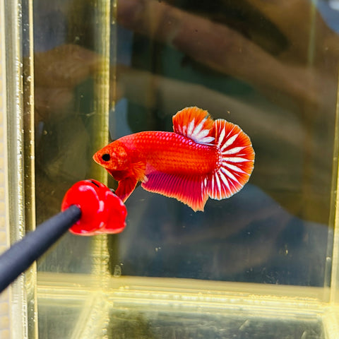 Red Hellboy (Male)