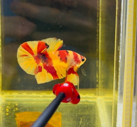 Nemo Candy (Male)
