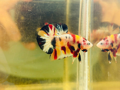 Quad-Colour Marble (Male)