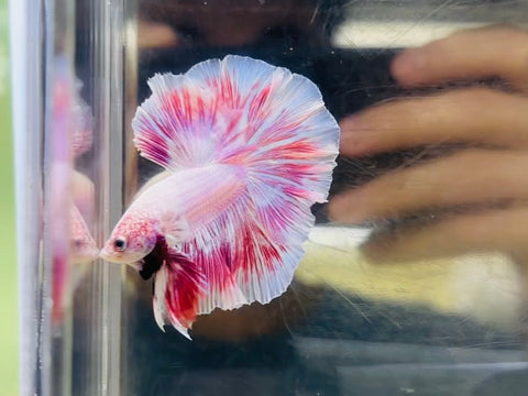PINK Rosetail / Feathertail (Male)