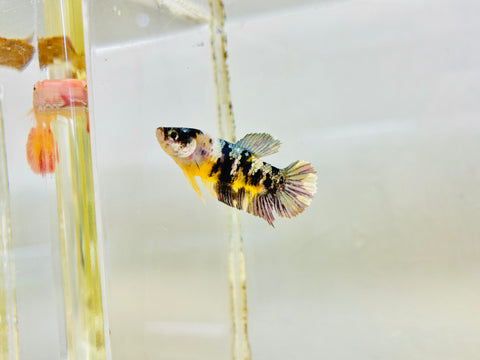 Yellow Copper Koi (Female)