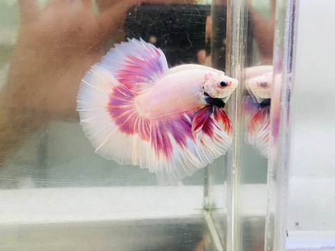 Lavender Pink Butterfly Halfmoon (Male)