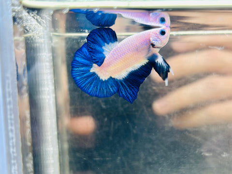 Blue Rim (Male)