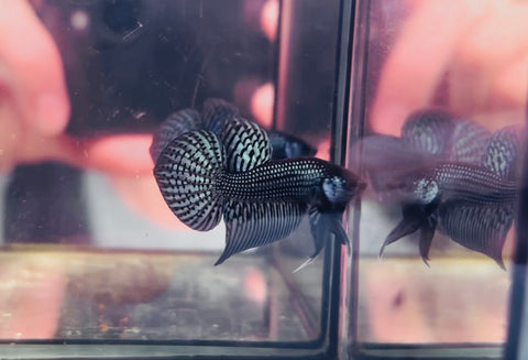 Steel Blue Alien Hybrid Junior (Male)