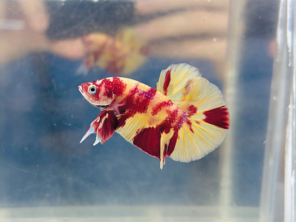 Tiger Nemo Junior (Male) – Just Betta