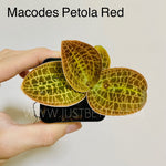 Macodes petola (Red)