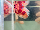 Red Necklace Nemo DTPK Junior (Male)