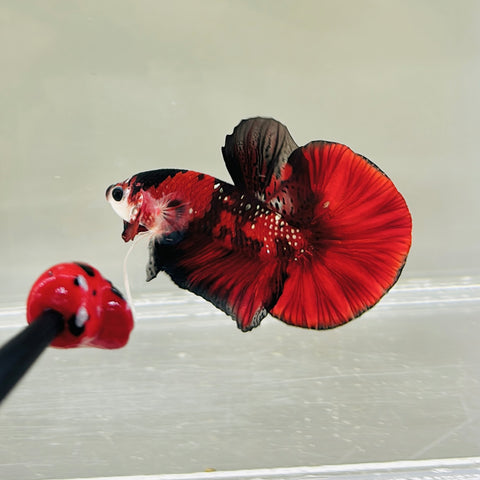 BIG-Tail Red Copper Koi (Male)