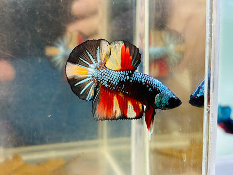 Turquoise Black Candy (Male)