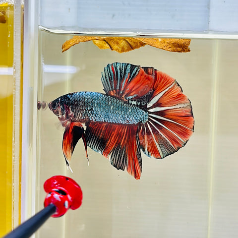 Copper Candy GIANT (Male)