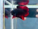 Rare! Vampire Doubletail Plakat DTPK (Male)