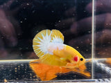 “Pikachu” Yellow Fancy Junior (Male)