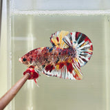 Smoky Candy Koi Giant Junior (Male)