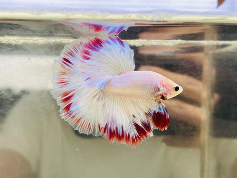 Blossom | Lavender-Pink Halfmoon (Male)