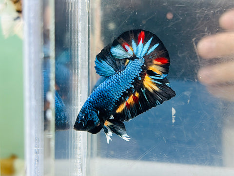 Metallic Black Candy 2 (Male)