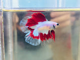 Unique! Red Koi Doubletail Halfmoon Junior (Male)