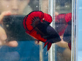 Vampire (Male)
